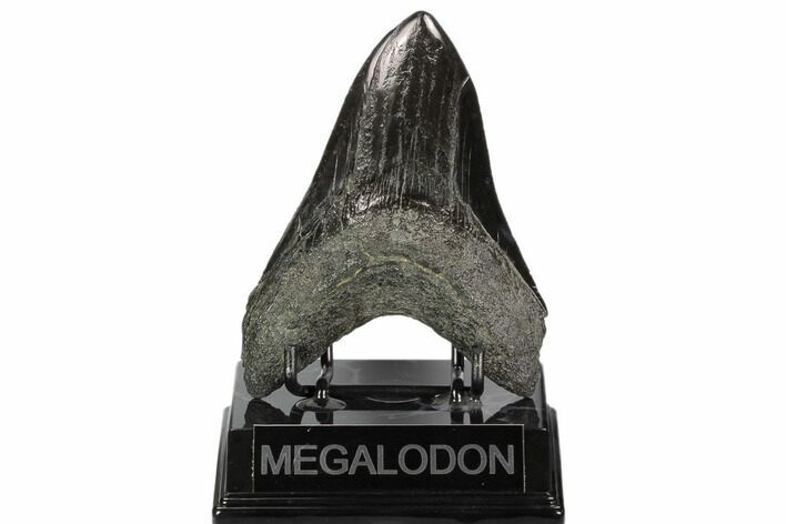 Fossil Megalodon Tooth - Polished Blade #125337